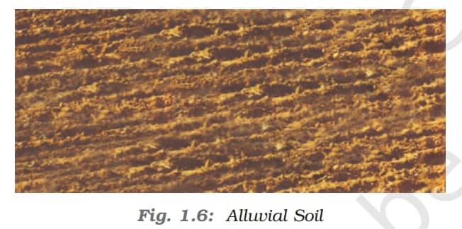 Alluvial Soils - Soil As A Resource