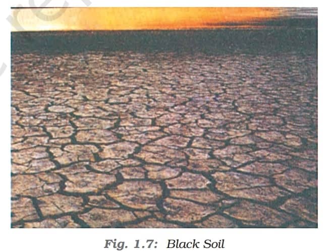 Black Soils - Soil As A Resource