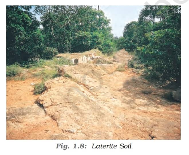 Laterite Soil - Soil As A Resource