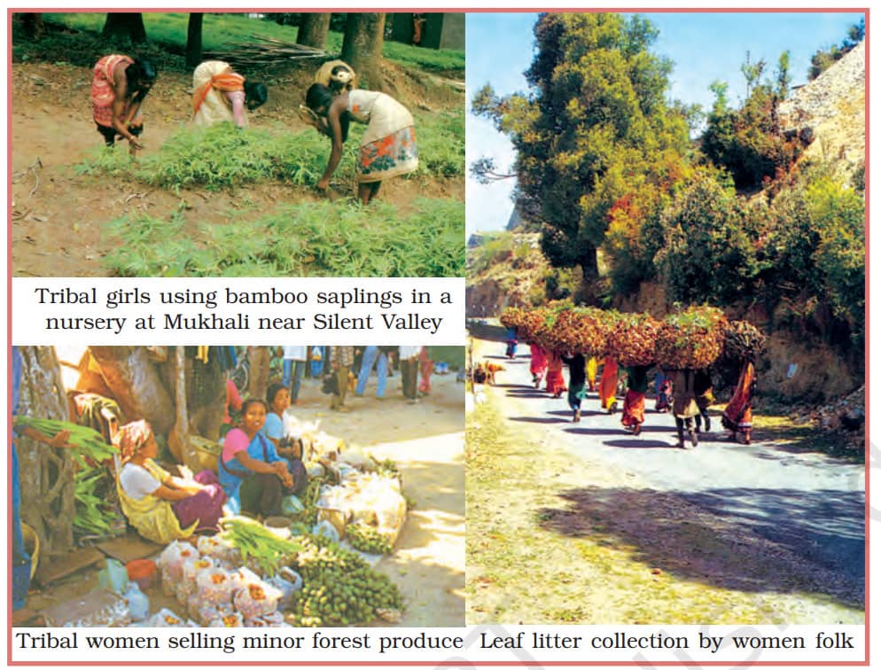 Tribal women selling minor forest produce - Conservation of Forest and Wildlife in India