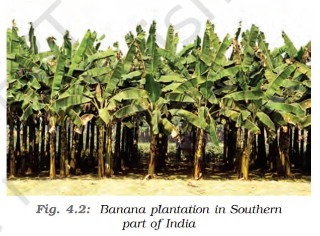 Commercial Farming - Types Of Farming