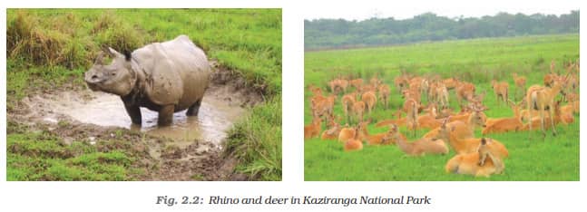 Rhino and deer in Kaziranga National Park - Types and Distribution of Forest and Wildlife Resources