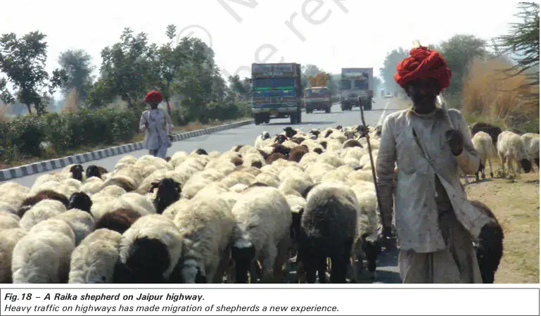 A Raika shepherd on Jaipur highway - NCERT History Class 9 Chapter 5 Pastoralism in Africa Notes & PDF - E-book NCERT