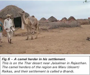 A camel herder in his settlement - NCERT History Class 9 Chapter 5 Pastoral Nomads and their Movements Notes & PDF - E-book NCERT