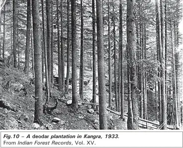 A deodar plantation in Kangra, 1933 - NCERT History Class 9 Chapter 4 The Rise of Commercial Forestry Notes & PDF