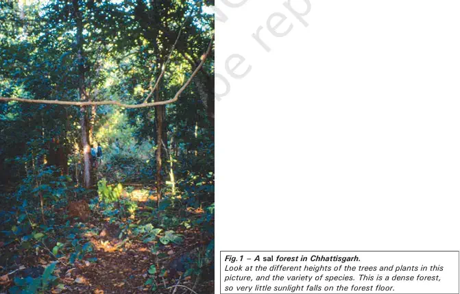 A sal forest in Chhattisgarh - NCERT History Class 9 Chapter 4 Notes - Why Deforestation - E-book NCERT
