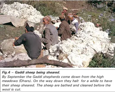 Gaddi sheep being sheared - NCERT History Class 9 Chapter 5 Pastoral Nomads and their Movements Notes & PDF - E-book NCERT