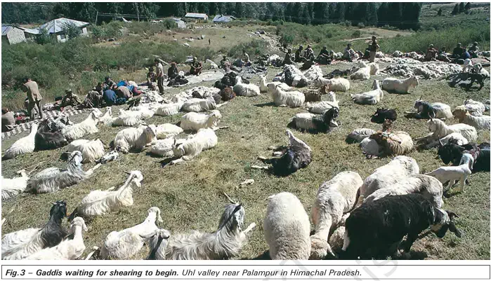 Gaddis waiting for shearing to begin - NCERT History Class 9 Chapter 5 Pastoral Nomads and their Movements Notes & PDF - E-book NCERT