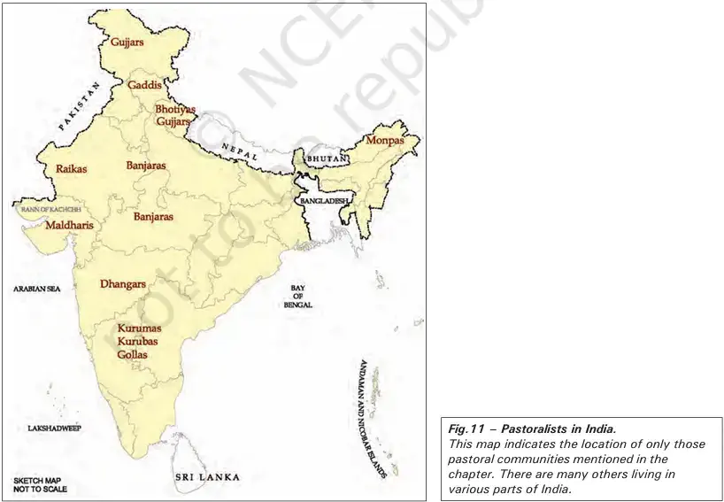 How Did these Changes Affect the Lives of Pastoralists - Pastoralists in India - NCERT History Class 9 Chapter 5 Colonial Rule and Pastoral Life Notes & PDF - E-book NCERT