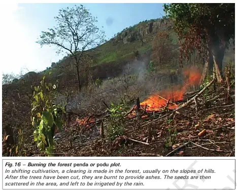 How did Forest Rules Affect Cultivation - Burning the forest penda or podu plot - NCERT History Class 9 Chapter 4 The Rise of Commercial Forestry Notes & PDF