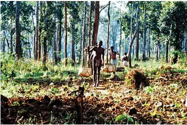 How were the Lives of People Affected - Bringing grain from the threshing grounds to the field - NCERT History Class 9 Chapter 4 The Rise of Commercial Forestry Notes & PDF