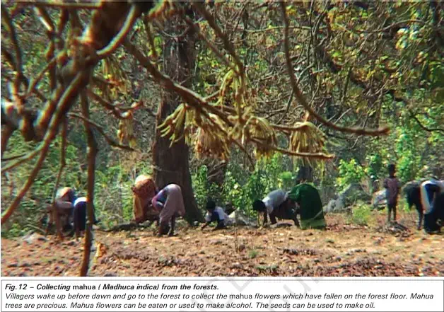 How were the Lives of People Affected - Collecting mahua ( Madhuca indica) from the forests - NCERT History Class 9 Chapter 4 The Rise of Commercial Forestry Notes & PDF