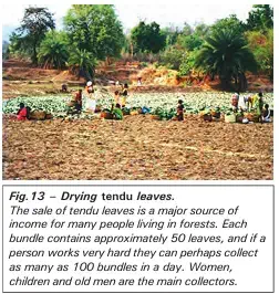 How were the Lives of People Affected - Drying tendu leaves - NCERT History Class 9 Chapter 4 The Rise of Commercial Forestry Notes & PDF