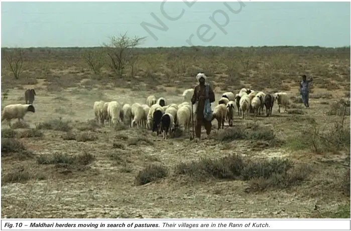 Maldhari herders moving in search of pastures - NCERT History Class 9 Chapter 5 Pastoral Nomads and their Movements Notes & PDF - E-book NCERT