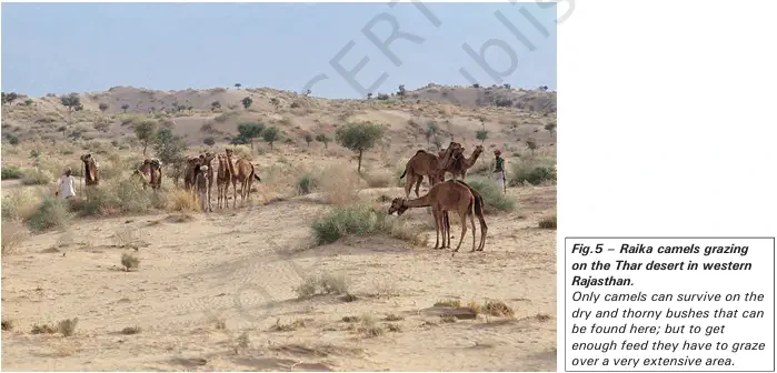 On the Plateaus, Plains and Deserts - Raika camels grazing on the Thar desert in western Rajasthan - NCERT History Class 9 Chapter 5 Pastoral Nomads and their Movements Notes & PDF - E-book NCERT