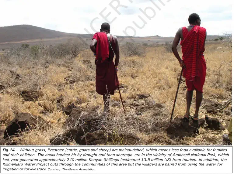 Without grass, livestock (cattle, goats and sheep) are malnourished, which means less food - NCERT History Class 9 Chapter 5 Pastoralism in Africa Notes & PDF - E-book NCERT
