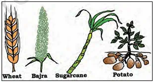 Different crops - NCERT Economics Class 9 Chapter 1 Farming in Palampur Notes & PDF - E-book NCERT