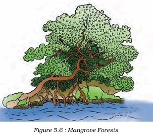 Mangrove Forests - NCERT Geography Class 9 Chapter 5 Types Of Vegetation Notes & PDF - Ebook NCERT