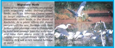Migratory Birds - NCERT Geography Class 9 Chapter 5 Wildlife Notes & PDF - E-book NCERT