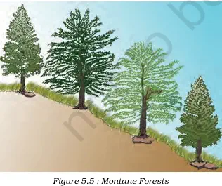Montane Forests - NCERT Geography Class 9 Chapter 5 Types Of Vegetation Notes & PDF - Ebook NCERT