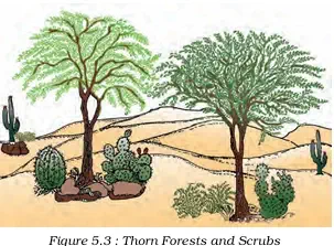 Thorn Forests and Scrubs - NCERT Geography Class 9 Chapter 5 Types Of Vegetation Notes & PDF - Ebook NCERT
