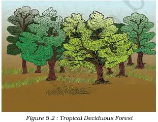 Tropical Deciduous Forests - NCERT Geography Class 9 Chapter 5 Types Of Vegetation Notes & PDF - Ebook NCERT