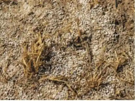 Crop failure on account of injudicious use of chemical fertilisers - Responsible and Wise Use of Natural Resources - Stewardship - E-book NCERT