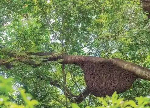 Honey-from-a-beehive---When-Does-Nature-Become-A-Resource-Revision-Notes-&-MCQs---E-book-NCERT