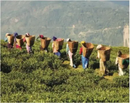 Organic farming in Sikkim - Responsible and Wise Use of Natural Resources - Stewardship - E-book NCERT
