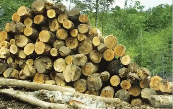 We can take timber from the forest, in limited quantities, for a long time if we allow it to regenerate - Categories of Natural Resources Class 8 - E-book NCERT