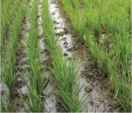 Wet paddy fields - Responsible and Wise Use of Natural Resources - Stewardship - E-book NCERT